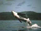 orca_jumping.jpg (4142 bytes)